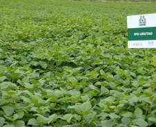 O secretário estadual da Agricultura e do Abastecimento, Norberto Ortigara, participou nesta quinta-feira (28) em Ponta Grossa do lançamento da cultivar de feijão-preto IPR Urutau, elaborada pelo Instituto Agronômico do Paraná (Iapar).  -  Ponta Grossa, 28/03/2019  -  Foto:  Edino Ferreira da Silva/ Iapar