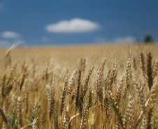 A safra de grãos 2018/19 do Paraná deve atingir 37,1 milhões de toneladas, de acordo com o relatório mais recente do Departamento de Economia Rural (Deral) da Secretaria de Estado da Agricultura e do Abastecimento. TRIGO - A partir do mês que vem (abril), os produtores devem começar a plantar o trigo. Os preços estão em torno de R$ 48,00 a saca de 60 kg, valor 37% acima dos praticados no mesmo período do ano passado.  -  Curitiba, 29/03/2019  -  Foto: José Fernando Ogura/ANPr