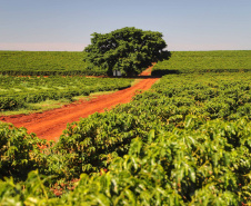 Rota do Café - Fazenda Palmeira - Distrito de Santa Mariana - Londrina/PR. Foto: José Fernando Ogura/ANPr
