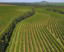 Rota do Café - Fazenda Palmeira - Distrito de Santa Mariana - Londrina/PR. Foto: José Fernando Ogura/ANPr
