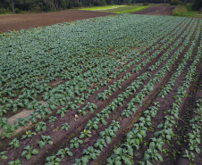  O produtor Bruno Schules, 32, de São José dos Pinhais, na Região Metropolitana de Curitiba (RMC), é um dos agricultores que trabalham com olericultura no Estado e recebem atendimento da Emater.  -  São José dos Pinhais, 04/04/2019  -  Foto: José Fernando Ogura/ANPr
