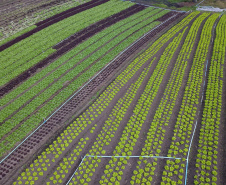  O produtor Bruno Schules, 32, de São José dos Pinhais, na Região Metropolitana de Curitiba (RMC), é um dos agricultores que trabalham com olericultura no Estado e recebem atendimento da Emater.  -  São José dos Pinhais, 04/04/2019  -  Foto: José Fernando Ogura/ANPr