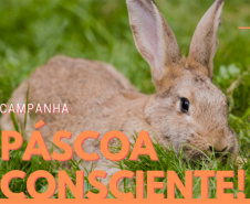 Governo incentiva que coelhos sejam substituídos por presentes alternativos nessa Páscoa
. Após a Páscoa, muitas pessoas abandonam esses animais em lixeiras, parques e praças. O ideal é comprar presentes alternativos.  -  Curitiba, 09/04/2019  -  Foto: Divulgação SEDEST