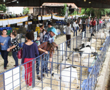 Expolondrina  -  Foto: Divulgação Expolondrina