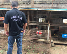A Delegacia de Proteção ao Meio Ambiente (DPMA) da Polícia Civil do Paraná apreendeu 250 animais silvestres ou em situação de maus tratos em Curitiba e região no primeiro trimestre deste ano. Foto: Polícia Civil
