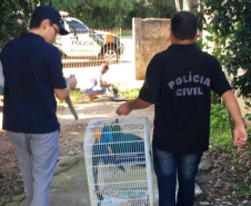 A Delegacia de Proteção ao Meio Ambiente (DPMA) da Polícia Civil do Paraná apreendeu 250 animais silvestres ou em situação de maus tratos em Curitiba e região no primeiro trimestre deste ano. Foto: Polícia Civil