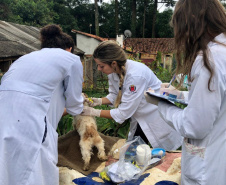 A Delegacia de Proteção ao Meio Ambiente (DPMA) da Polícia Civil do Paraná apreendeu 250 animais silvestres ou em situação de maus tratos em Curitiba e região no primeiro trimestre deste ano. Foto: Polícia Civil