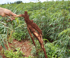 IAPAR realiza Manhã de Campo da Mandioca . Foto: Jonas Oliveira/Arquivo ANPr
