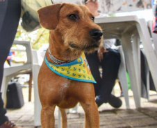 A Secretaria de Estado do Desenvolvimento Sustentável e do Turismo, em parceria com a Prefeitura de Pontal do Paraná, promove uma ação para castração gratuita de cães e gatos do município, incluindo a Ilha do Mel. Foto: Denis Ferreira Netto/SEDEST