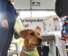 A Secretaria de Estado do Desenvolvimento Sustentável e do Turismo, em parceria com a Prefeitura de Pontal do Paraná, promove uma ação para castração gratuita de cães e gatos do município, incluindo a Ilha do Mel. Foto: Denis Ferreira Netto/SEDEST
