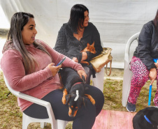 A Secretaria de Estado do Desenvolvimento Sustentável e do Turismo, em parceria com a Prefeitura de Pontal do Paraná, promove uma ação para castração gratuita de cães e gatos do município, incluindo a Ilha do Mel. Foto: Denis Ferreira Netto/SEDEST