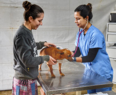 A Secretaria de Estado do Desenvolvimento Sustentável e do Turismo, em parceria com a Prefeitura de Pontal do Paraná, promove uma ação para castração gratuita de cães e gatos do município, incluindo a Ilha do Mel. Foto: Denis Ferreira Netto/SEDEST