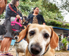 A Secretaria de Estado do Desenvolvimento Sustentável e do Turismo, em parceria com a Prefeitura de Pontal do Paraná, promove uma ação para castração gratuita de cães e gatos do município, incluindo a Ilha do Mel. Foto: Denis Ferreira Netto/SEDEST