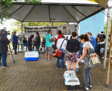 A Secretaria de Estado do Desenvolvimento Sustentável e do Turismo, em parceria com a Prefeitura de Pontal do Paraná, promove uma ação para castração gratuita de cães e gatos do município, incluindo a Ilha do Mel. Foto: Denis Ferreira Netto/SEDEST