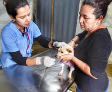 A Secretaria de Estado do Desenvolvimento Sustentável e do Turismo, em parceria com a Prefeitura de Pontal do Paraná, promove uma ação para castração gratuita de cães e gatos do município, incluindo a Ilha do Mel. Foto: Denis Ferreira Netto/SEDEST