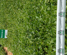 O Paraná é o maior produtor nacional de feijão-preto e um dos principais no cultivo de outras variedades do grão, que tem presença obrigatória no prato dos brasileiros