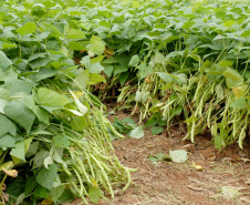 O Paraná é o maior produtor nacional de feijão-preto e um dos principais no cultivo de outras variedades do grão, que tem presença obrigatória no prato dos brasileiros
