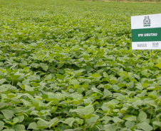 O Paraná é o maior produtor nacional de feijão-preto e um dos principais no cultivo de outras variedades do grão, que tem presença obrigatória no prato dos brasileiros
