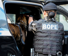 A soldado Angélica Aparecida Chuede é a primeira mulher a fazer parte da Companhia de Operações com Cães (COC) do Batalhão de Operações Especiais (BOPE), em 47 anos de criação da subunidade. A inclusão da militar estadual aconteceu com a formatura dela no Curso de Cinotecnia na última semana, que fez todas as etapas com seu cão Hunter.  -  Curitiba, 04/07/2019  =-  Foto: Soldado Amanda Morais