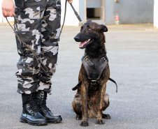 A soldado Angélica Aparecida Chuede é a primeira mulher a fazer parte da Companhia de Operações com Cães (COC) do Batalhão de Operações Especiais (BOPE), em 47 anos de criação da subunidade. A inclusão da militar estadual aconteceu com a formatura dela no Curso de Cinotecnia na última semana, que fez todas as etapas com seu cão Hunter.  -  Curitiba, 04/07/2019  =-  Foto: Soldado Amanda Morais