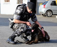 A soldado Angélica Aparecida Chuede é a primeira mulher a fazer parte da Companhia de Operações com Cães (COC) do Batalhão de Operações Especiais (BOPE), em 47 anos de criação da subunidade. A inclusão da militar estadual aconteceu com a formatura dela no Curso de Cinotecnia na última semana, que fez todas as etapas com seu cão Hunter.  -  Curitiba, 04/07/2019  =-  Foto: Soldado Amanda Morais