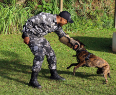 A soldado Angélica Aparecida Chuede é a primeira mulher a fazer parte da Companhia de Operações com Cães (COC) do Batalhão de Operações Especiais (BOPE), em 47 anos de criação da subunidade. A inclusão da militar estadual aconteceu com a formatura dela no Curso de Cinotecnia na última semana, que fez todas as etapas com seu cão Hunter.  -  Curitiba, 04/07/2019  =-  Foto: Soldado Amanda Morais