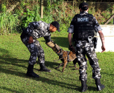 A soldado Angélica Aparecida Chuede é a primeira mulher a fazer parte da Companhia de Operações com Cães (COC) do Batalhão de Operações Especiais (BOPE), em 47 anos de criação da subunidade. A inclusão da militar estadual aconteceu com a formatura dela no Curso de Cinotecnia na última semana, que fez todas as etapas com seu cão Hunter.  -  Curitiba, 04/07/2019  =-  Foto: Soldado Amanda Morais