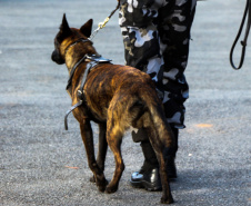 A soldado Angélica Aparecida Chuede é a primeira mulher a fazer parte da Companhia de Operações com Cães (COC) do Batalhão de Operações Especiais (BOPE), em 47 anos de criação da subunidade. A inclusão da militar estadual aconteceu com a formatura dela no Curso de Cinotecnia na última semana, que fez todas as etapas com seu cão Hunter.  -  Curitiba, 04/07/2019  =-  Foto: Soldado Amanda Morais