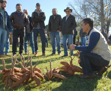Dezenas de produtores rurais, empresários e lideranças políticas e empresariais do Noroeste do Paraná e até do Mato Grosso do Sul compareceram ao Polo Regional de Pesquisa do Instituto Agronômico do Paraná (Iapar) em Paranavaí no sábado (6). Eles foram conhecer a nova variedade de mandioca lançada pelo Instituto, a IPR B36.  Paranavaí,  06/07/2019  -   Foto:  Lucas Vieira Araujo