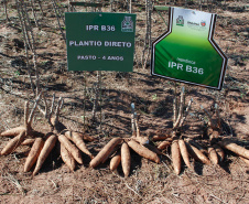 Dezenas de produtores rurais, empresários e lideranças políticas e empresariais do Noroeste do Paraná e até do Mato Grosso do Sul compareceram ao Polo Regional de Pesquisa do Instituto Agronômico do Paraná (Iapar) em Paranavaí no sábado (6). Eles foram conhecer a nova variedade de mandioca lançada pelo Instituto, a IPR B36.  Paranavaí,  06/07/2019  -   Foto:  Lucas Vieira Araujo