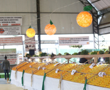 O Instituto Agronômico do Paraná (Iapar) e a Secretaria de Estado da Agricultura e do Abastecimento lançaram neste domingo (14) em Cerro Azul, na Região Metropolitana de Curitiba, durante a Festa Nacional da Poncã, o projeto de um viveiro de mudas que permitirá prolongar a oferta da fruta fora da estação fria do ano. Foto: Gilson Abreu/ANPr