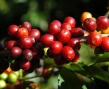 Iapar pesquisa novas cultivares para produção de cafés gourmets. Foto: Iapar