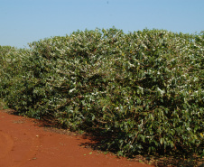 Iapar pesquisa novas cultivares para produção de cafés gourmets. Foto: Iapar