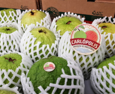 O café do Norte Pioneiro, a erva-mate de São Mateus do Sul, as uvas finas de mesa de Marialva, a goiaba de Carlópolis e o mel de Ortigueira e do Oeste do Paraná terão seus nomes protegidos. Isso significa que mercadorias com esses nomes só poderão ser comercializadas, no Mercosul e na União Europeia se tiverem sido produzidas nessas regiões específicas.-  Foto: Régis Santos