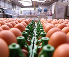 O governador Carlos Massa Ratinho Junior participou nesta terça-feira (23), em Cascavel, do evento de certificação SISBI (Sistema Brasileiro de Inspeção de Produtos de Origem Animal) para a Granja Refem, que desenvolve um projeto pioneiro no Estado de produção de ovos a partir da criação de galinhas sem gaiola. Foto: Rodrigo Felix Leal/ANPr