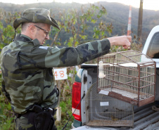 Uma operação da Polícia Militar iniciada nesta terça-feira (24) com o objetivo de combater o tráfico e o comércio de aves silvestres cumpriu mandados de prisão em Curitiba, Almirante Tamandaré, Campo Largo, Fazenda Rio Grande, Piraquara, Colombo e Cerro Azul. Foto: Soldado Ismael Ponchio