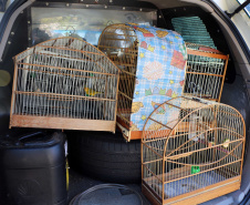 Uma operação da Polícia Militar iniciada nesta terça-feira (24) com o objetivo de combater o tráfico e o comércio de aves silvestres cumpriu mandados de prisão em Curitiba, Almirante Tamandaré, Campo Largo, Fazenda Rio Grande, Piraquara, Colombo e Cerro Azul. Foto: Soldado Ismael Ponchio