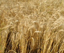 Iapar e parceiros realizam Dia de Campo de Inverno   . Foto: Iapar
