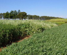 O Instituto Agronômico do Paraná (Iapar) promove nesta quarta-feira (7) dois eventos. Na Estação Experimental de Santa Tereza do Oeste, a 25 km de Cascavel, será o Dia de Campo de Culturas para Obtenção de Óleo. No Polo Regional de Pesquisa de Pato Branco, Sudoeste do Estado, acontece a Jornada Tecnológica de Leite a Pasto. Foto: Iapar