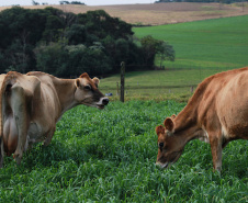 O Instituto Agronômico do Paraná (Iapar) promove nesta quarta-feira (7) dois eventos. Na Estação Experimental de Santa Tereza do Oeste, a 25 km de Cascavel, será o Dia de Campo de Culturas para Obtenção de Óleo. No Polo Regional de Pesquisa de Pato Branco, Sudoeste do Estado, acontece a Jornada Tecnológica de Leite a Pasto. Foto: Iapar