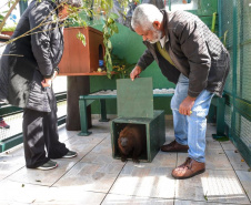 O Instituto Ambiental do Paraná (IAP) encaminhou nesta segunda-feira (06) um bugio para o Instituto Conservacionista Anami, em São José dos Pinhais. O local é especializado em proteção e recuperação de grandes primatas. O animal foi levado ao Centro de Apoio à Fauna Silvestre (Cafs) em maio deste ano pela Secretaria de Saúde do mesmo município com suspeita de febre amarela. Foto: Denis Ferreira Netto/SEDEST