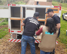 A Polícia Civil do Paraná (PCPR) cumpriu 11 mandados de busca e apreensão nesta terça-feira (13) em endereços ligados a uma rede de pet shops. Sócios e funcionários da empresa são suspeitos por maus-tratos a animais, estelionato e falsificação de documentos privados. Foto: Divulgação/Polícia Civil