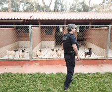 A Polícia Civil do Paraná (PCPR) cumpriu 11 mandados de busca e apreensão nesta terça-feira (13) em endereços ligados a uma rede de pet shops. Sócios e funcionários da empresa são suspeitos por maus-tratos a animais, estelionato e falsificação de documentos privados. Foto: Divulgação/Polícia Civil