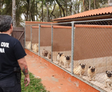 A Polícia Civil do Paraná (PCPR) cumpriu 11 mandados de busca e apreensão nesta terça-feira (13) em endereços ligados a uma rede de pet shops. Sócios e funcionários da empresa são suspeitos por maus-tratos a animais, estelionato e falsificação de documentos privados. Foto: Divulgação/Polícia Civil
