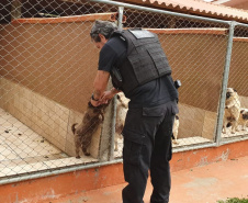 A Polícia Civil do Paraná (PCPR) cumpriu 11 mandados de busca e apreensão nesta terça-feira (13) em endereços ligados a uma rede de pet shops. Sócios e funcionários da empresa são suspeitos por maus-tratos a animais, estelionato e falsificação de documentos privados. Foto: Divulgação/Polícia Civil