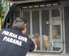 A Polícia Civil do Paraná (PCPR) cumpriu 11 mandados de busca e apreensão nesta terça-feira (13) em endereços ligados a uma rede de pet shops. Sócios e funcionários da empresa são suspeitos por maus-tratos a animais, estelionato e falsificação de documentos privados. Foto: Divulgação/Polícia Civil