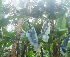 O Paraná é o sexto estado do Brasil que mais produz frutas, mas tem potencial para ser o primeiro”. A opinião é do pesquisador do Instituto Agronômico do Paraná (Iapar) Sérgio Carvalho, que há quase 50 anos estuda a fruticultura no estado e foi um dos responsáveis por importantes avanços em diversas culturas, como o zoneamento de citros, uva e banana. Foto: Divulgação/Emater