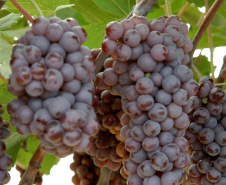 “O Paraná é o sexto estado do Brasil que mais produz frutas, mas tem potencial para ser o primeiro”. A opinião é do pesquisador do Instituto Agronômico do Paraná (Iapar) Sérgio Carvalho, que há quase 50 anos estuda a fruticultura no estado e foi um dos responsáveis por importantes avanços em diversas culturas, como o zoneamento de citros, uva e banana. Foto: Divulgação/Iapar