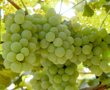 “O Paraná é o sexto estado do Brasil que mais produz frutas, mas tem potencial para ser o primeiro”. A opinião é do pesquisador do Instituto Agronômico do Paraná (Iapar) Sérgio Carvalho, que há quase 50 anos estuda a fruticultura no estado e foi um dos responsáveis por importantes avanços em diversas culturas, como o zoneamento de citros, uva e banana. Foto: Divulgação/Iapar