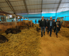 O governador Carlos Massa Ratinho Junior visita nesta quinta-feira (15), a Agroleite, realizado pela Cooperativa Castrolanda, em Castro, nos Campos Gerais. Considerado um dos maiores eventos da cadeia do leite na América, a Agroleite tem foco na tecnologia, produtividade e melhores resultados para os produtores. Castro, 15/08/2019 -  Foto: Geraldo Bubniak/AEN